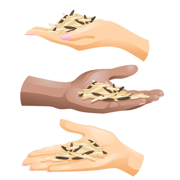 Три руки з рисовими зернами в них на білому тлі — стоковий вектор