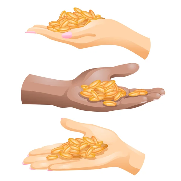 Três mãos com grãos de trigo neles no fundo branco —  Vetores de Stock