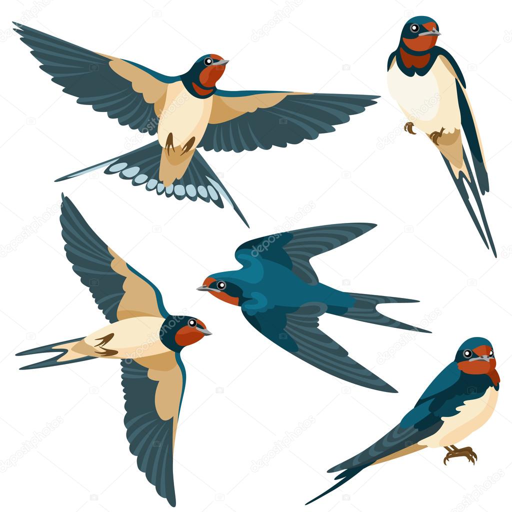Swallows on white background