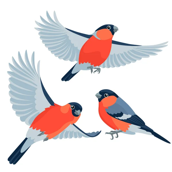 Bullfinches fehér háttér — Stock Vector