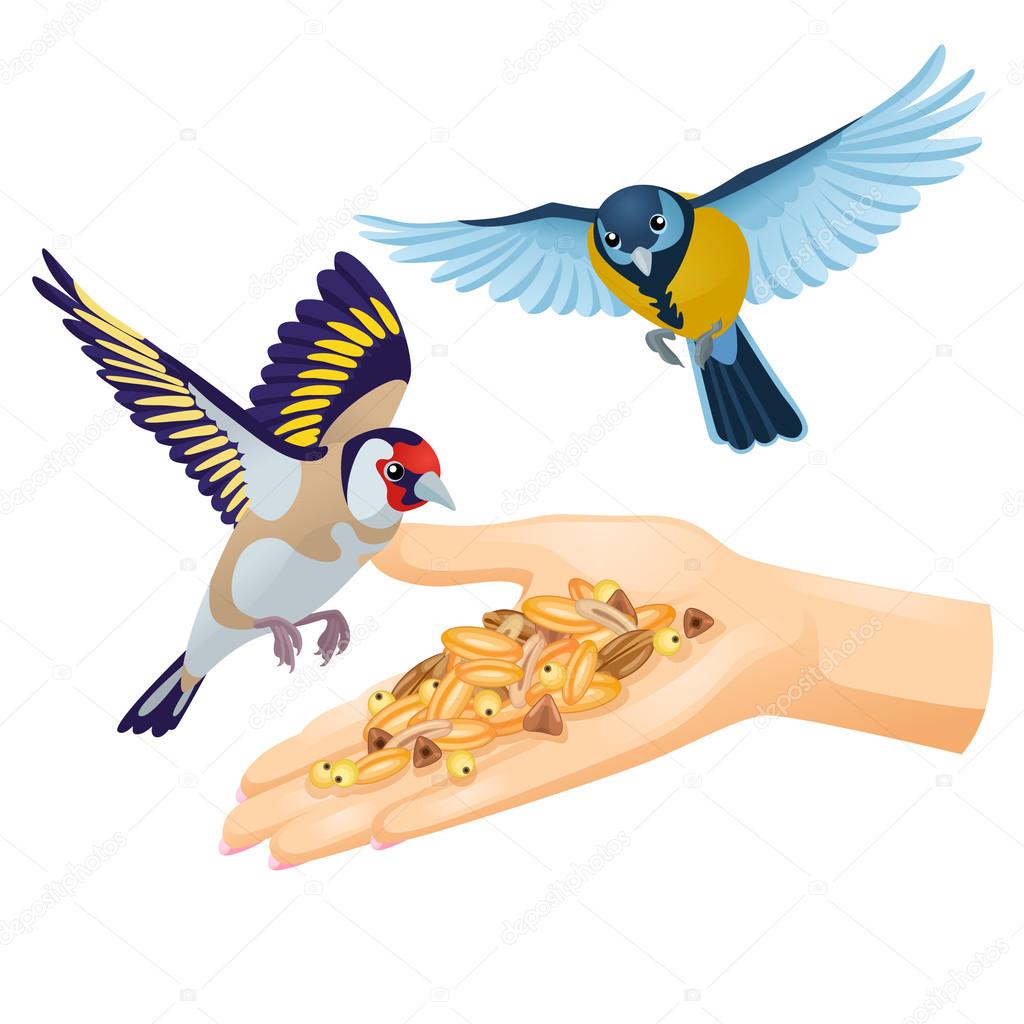 Goldfinch and titmouse are flying over hand with cereals