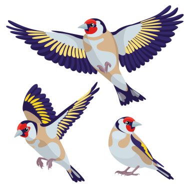 Goldfinch on white background clipart
