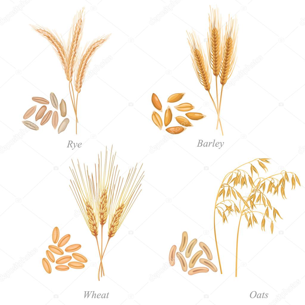 Four cereals in form of grains and ears