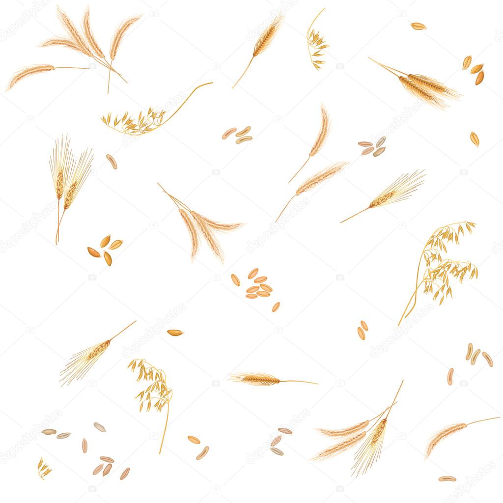 Seamless pattern from four cereals in form of grains and ears