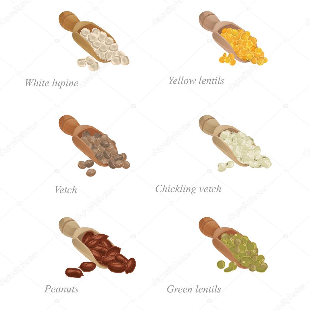 Six shovels with different legumes in them