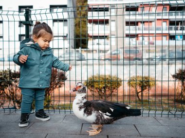 Sevimli Çocuk Yeşil Ceketli Floridas Muscovy Duck 'a bakıyor (anas platyrhyncos) Yerde. Çocukluk Bakımı Hayvanları Konsepti.