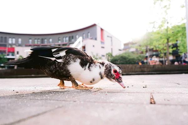 Floridas Muscovy Duck (anas platyrhyncos) Dışarıda, yerde kaygıyla ekmek yiyor. Düşük açı görünümü.