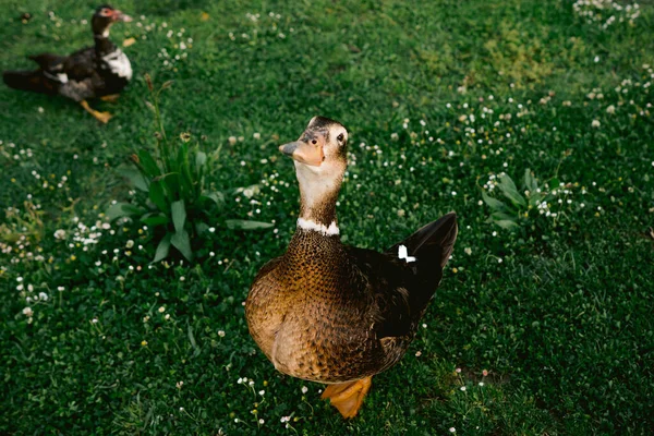 Funny Beau Canard Colvert Wald Regardant Caméra Sur Fond Herbe — Photo