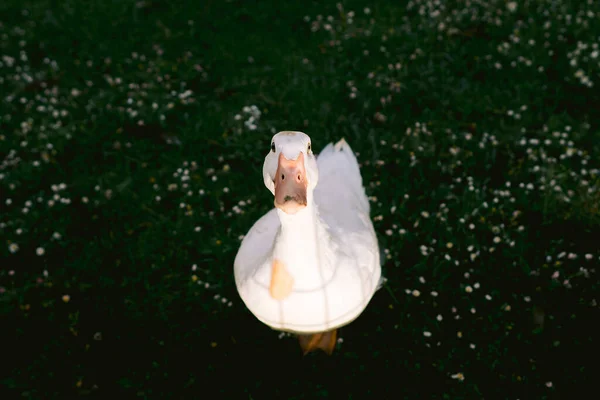 Canard Lourd Blanc Canard Domestique Également Connu Sous Les Noms — Photo