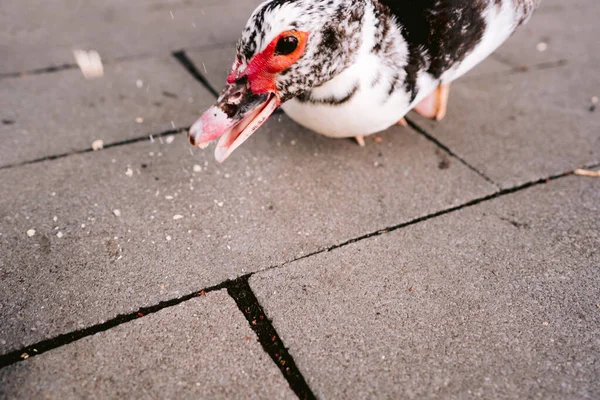 Floridas Muscovy Duck (anas platyrhyncos) Dışarıda, yerde kaygıyla ekmek yiyor.