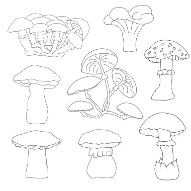 Mantarlar. Yenilebilir ve zehirli..