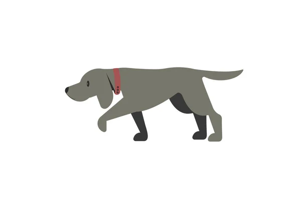Dog with a collar. Pointing Weimaraner. Illustration. — Image vectorielle