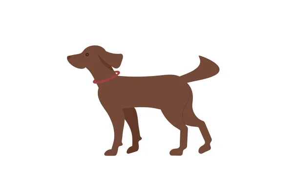 Dog with a puller. Irish Setter .Illustration. — Image vectorielle