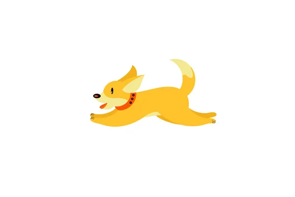 Tasmalı bir köpek. Galce - Corgi-Pembroke. Görüntü.