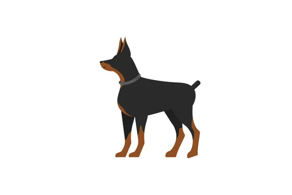 A service dog with a collar. Doberman. Illustration. — Stock Vector