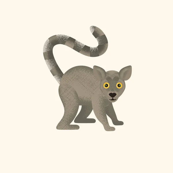 Halka kuyruklu lemur. Görüntü.