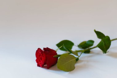 Beyaz arkaplanda kırmızı güller