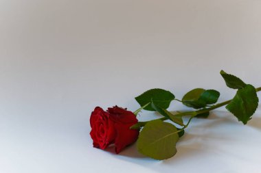 Beyaz arkaplanda kırmızı güller