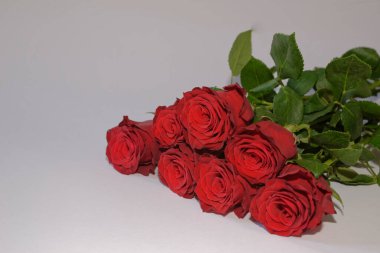 Beyaz arkaplanda kırmızı güller