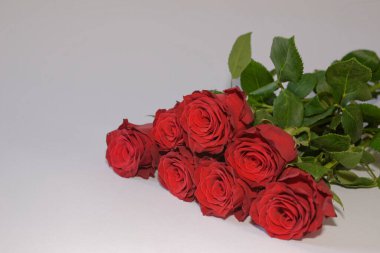 Beyaz arkaplanda kırmızı güller