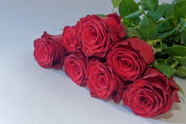 Beyaz arkaplanda kırmızı güller