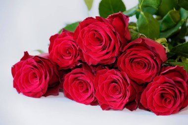 Beyaz arkaplanda kırmızı güller