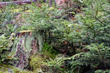Mitteleschenbach Bavyera Almanya 'da Sonbahar Günü