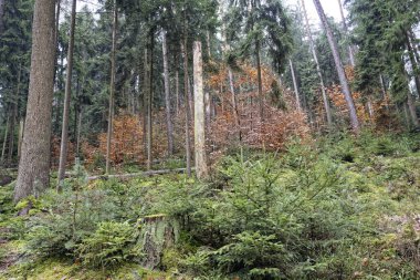 Mitteleschenbach Bavyera Almanya 'da Sonbahar Günü