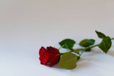 Beyaz arkaplanda kırmızı güller