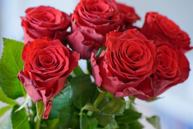 Beyaz arkaplanda kırmızı güller