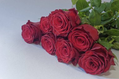 Beyaz arka planda izole edilmiş kırmızı güller aşk romantizmini ve zarafeti simgeliyor. Düğünler, sevgililer günü, güzellik ve lüks ticari tasarım için mükemmel.