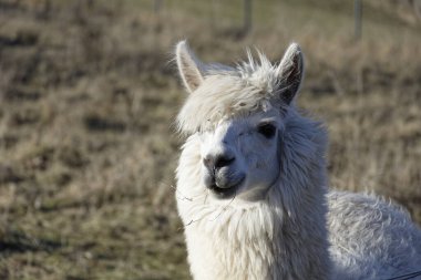 Ipsheim Almanya 'sında Çiftlik Çayırındaki Alpakalar