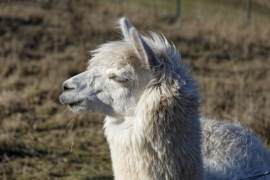 Ipsheim Almanya 'sında Çiftlik Çayırındaki Alpakalar