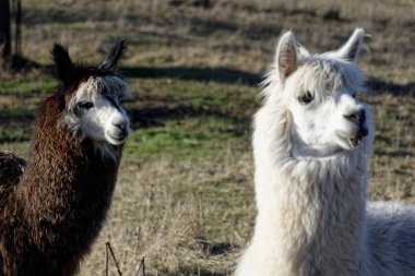 Ipsheim Almanya 'sında Çiftlik Çayırındaki Alpakalar