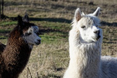 Ipsheim Almanya 'sında Çiftlik Çayırındaki Alpakalar