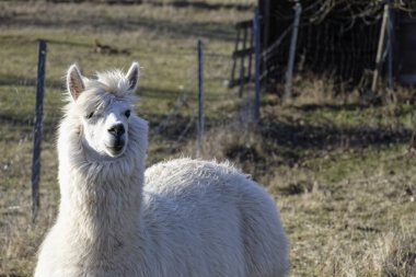Ipsheim Almanya 'sında Çiftlik Çayırındaki Alpakalar