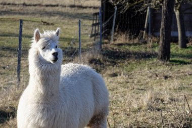 Ipsheim Almanya 'sında Çiftlik Çayırındaki Alpakalar