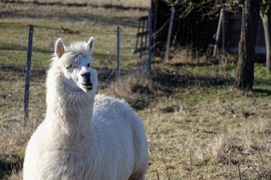 Ipsheim Almanya 'sında Çiftlik Çayırındaki Alpakalar
