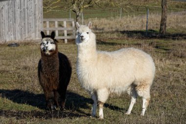 Ipsheim Almanya 'sında Çiftlik Çayırındaki Alpakalar