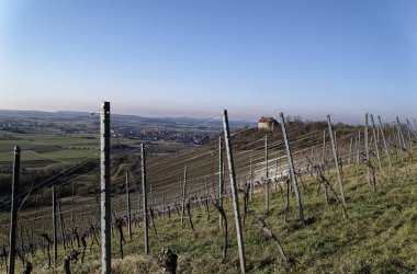 Ipsheim, Bavyera 'da Kış Üzüm bağı