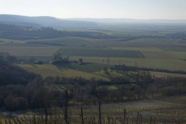 Ipsheim, Bavyera 'da Kış Üzüm bağı