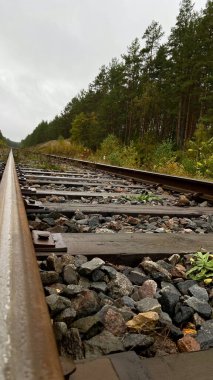 Close-up of railway tracks in a forest, stretching into the distance through lush green trees. Captures nature, tranquility, and the feeling Lithuania, Druskininkai area, 11 October 2025, 15:18