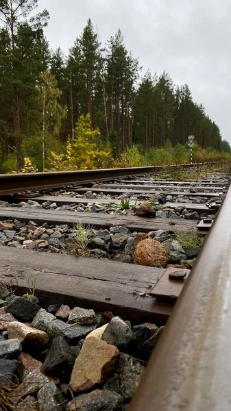 Close-up of railway tracks in a forest, stretching into the distance through lush green trees. Captures nature, tranquility, and the feeling Lithuania, Druskininkai area, 11 October 2025, 15:18