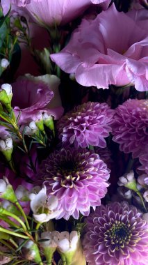 Pembe kasımpatı, narin çiçekleri pastel arka planda yumuşak taç yapraklarıyla kaplar. Romantik çiçek makrosu, doğal güzellik, zarif çiçekler, nazik çiçek dokusu..