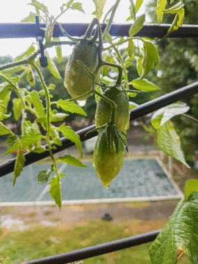 Küçük ev yapımı, yağmur damlalı domatesler.