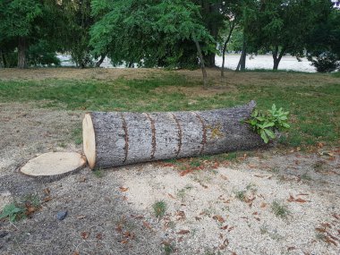 Bir ağaç kütüğü yerde yatıyor.