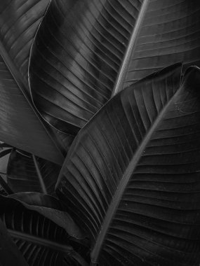 Strelitzia Kara Yapraklar Doğa arkaplanı