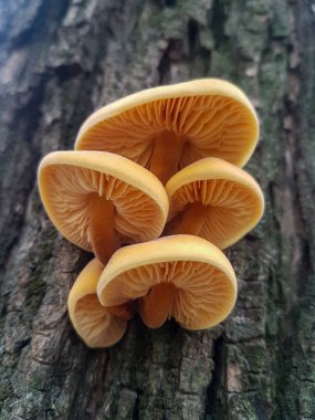 Vahşi ormanda mantar. Doğa arka planı.