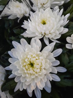 Güzel kasımpatı çiçekleri bahçede kasımpatılar Doğa arka planda