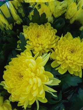 Güzel kasımpatı çiçekleri bahçede kasımpatılar Doğa arka planda